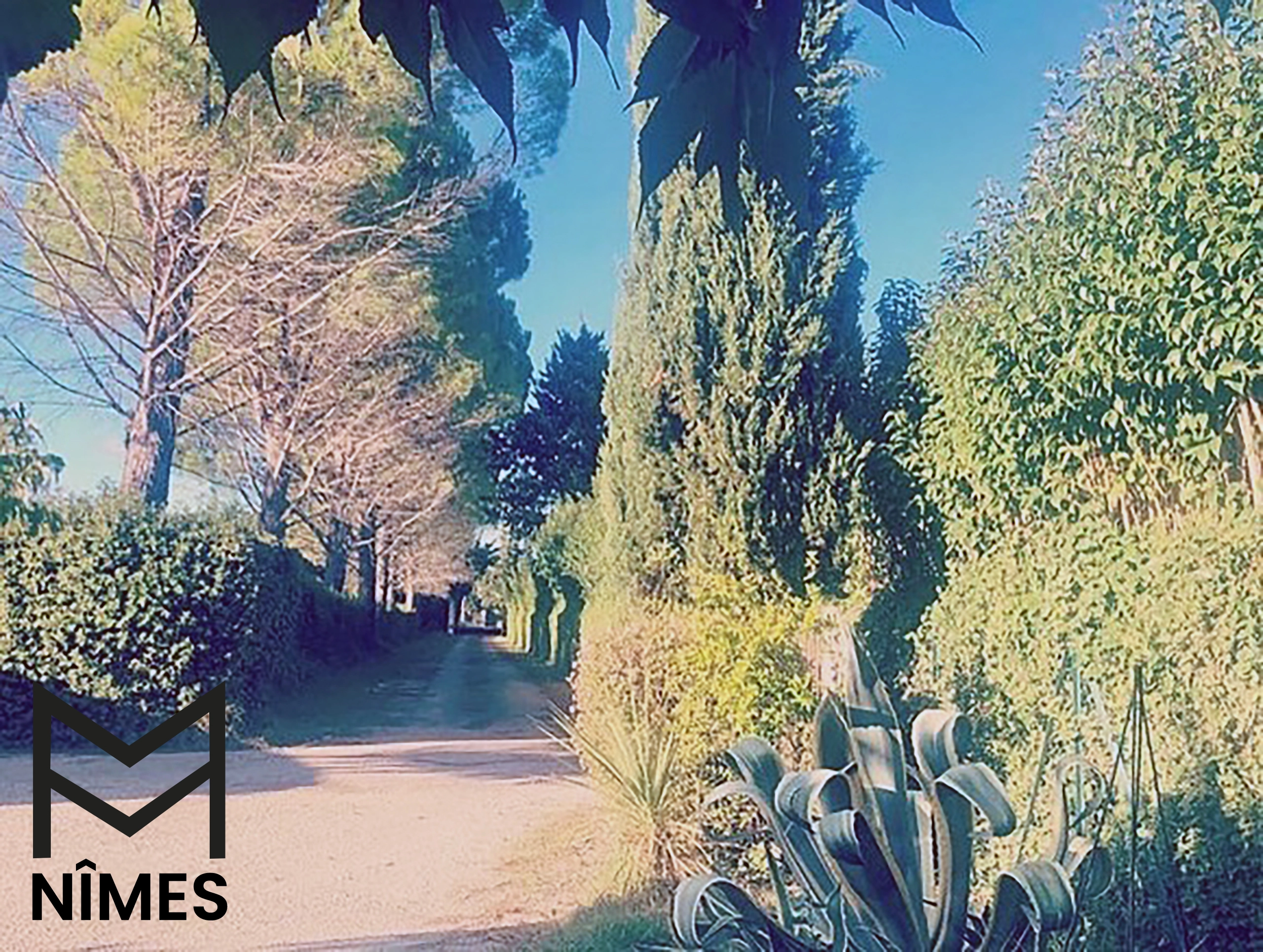 Allée bordée de huit pins majestueux, créant un tunnel d’ombre et de silence.